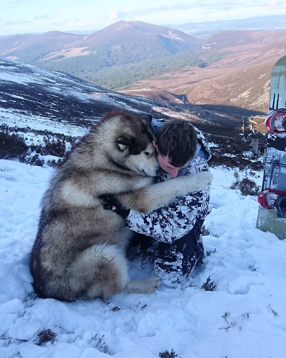 Маламут вес