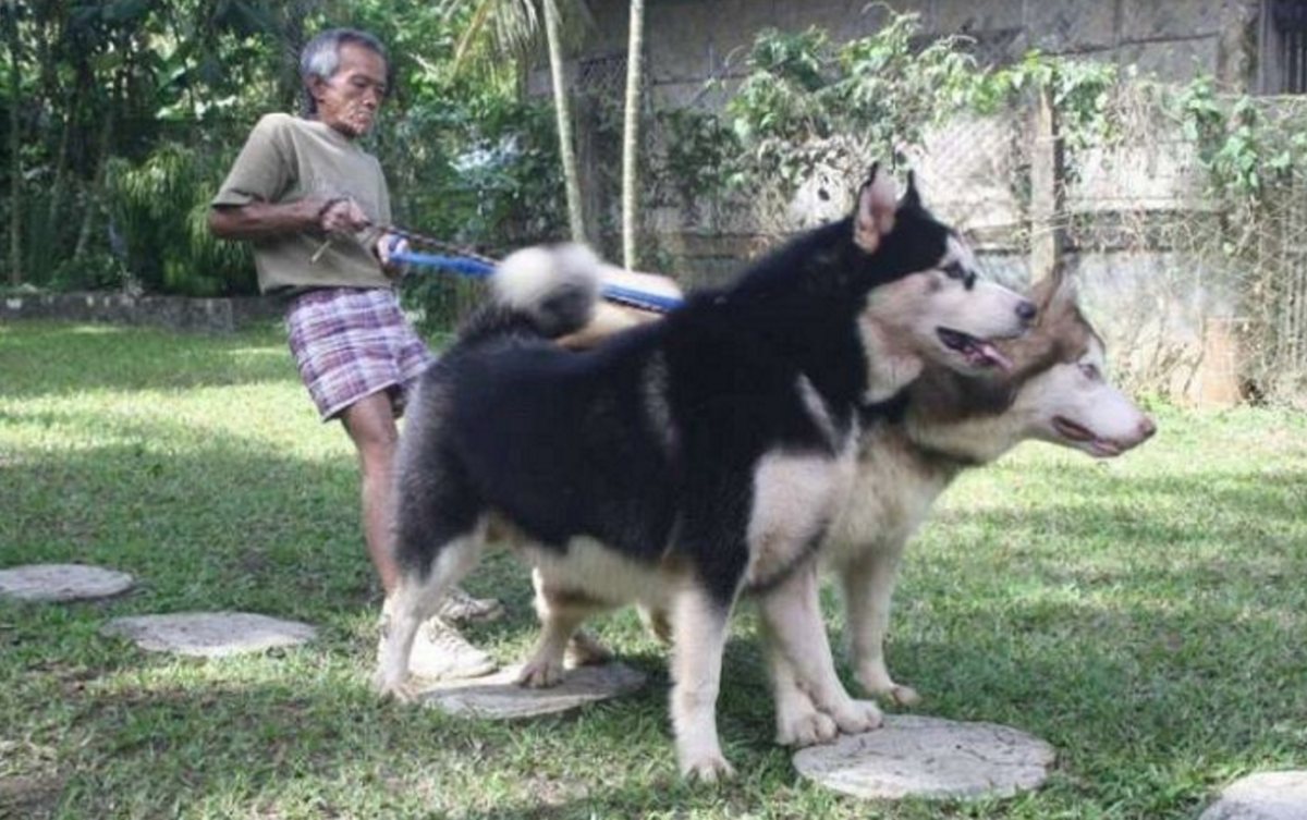 Фото маламута с голубыми глазами