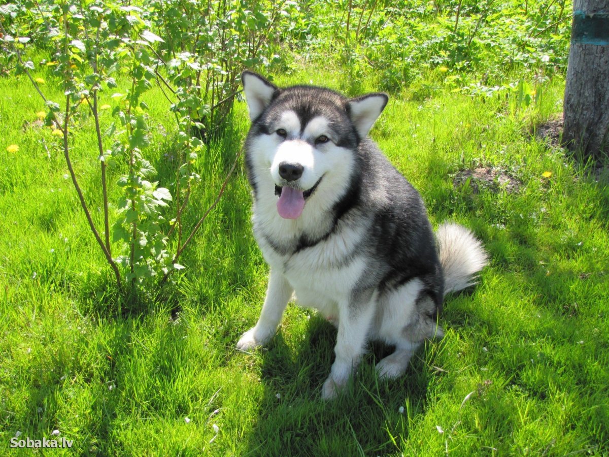 Аляскинский маламут