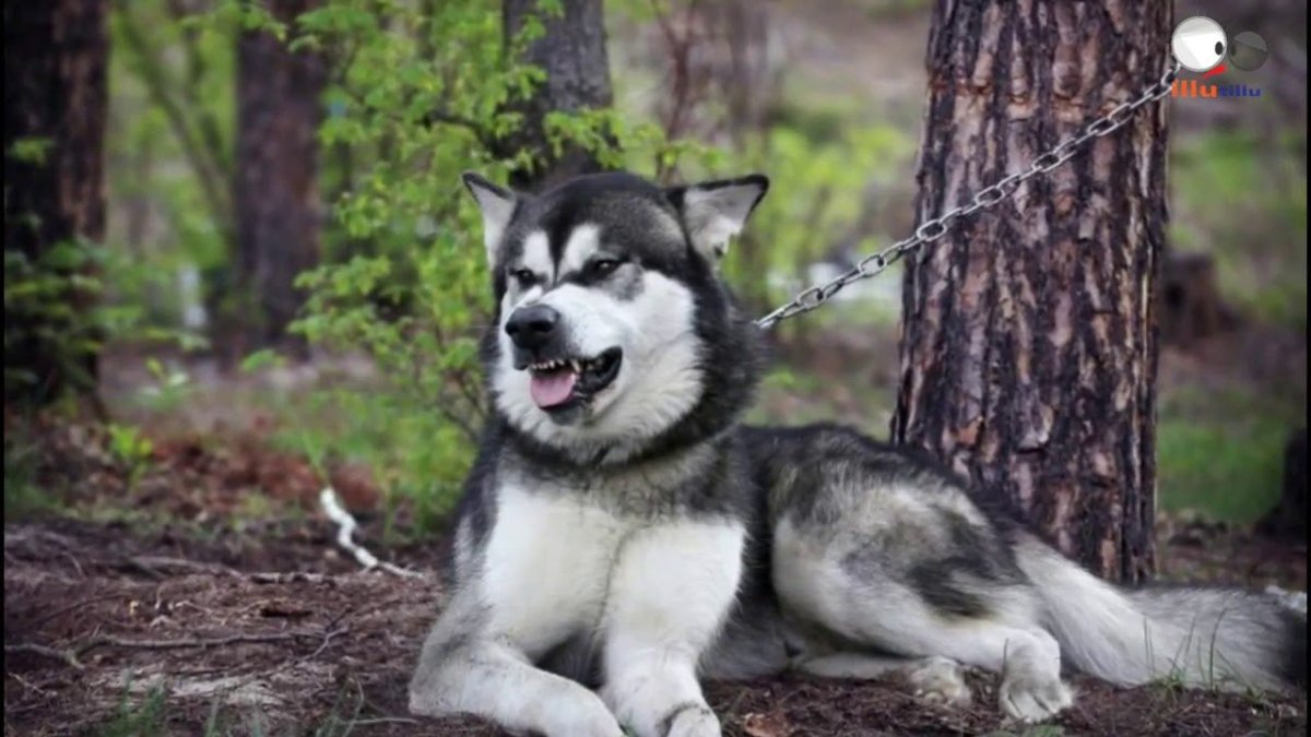 Аляскинский маламут породы собак