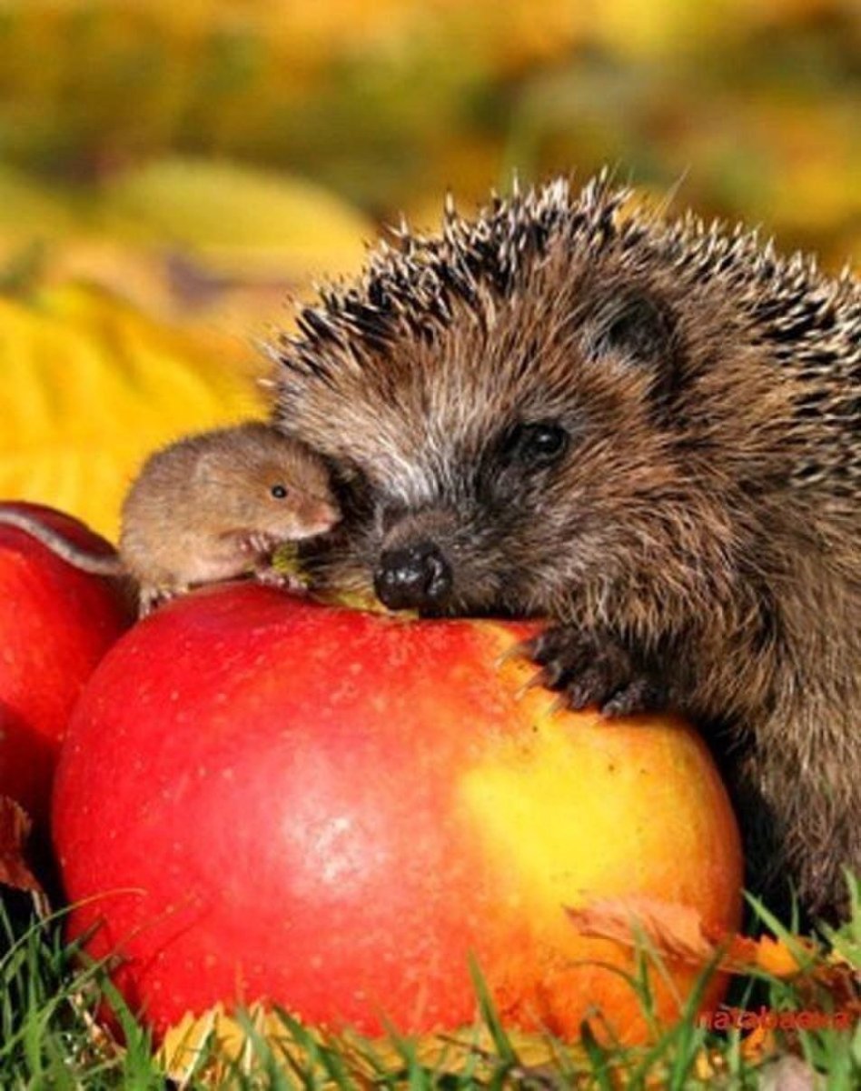 Осенний Ёжик