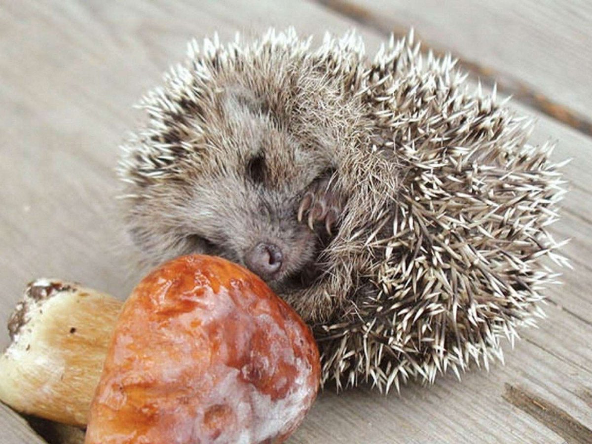 Ежик улыбается