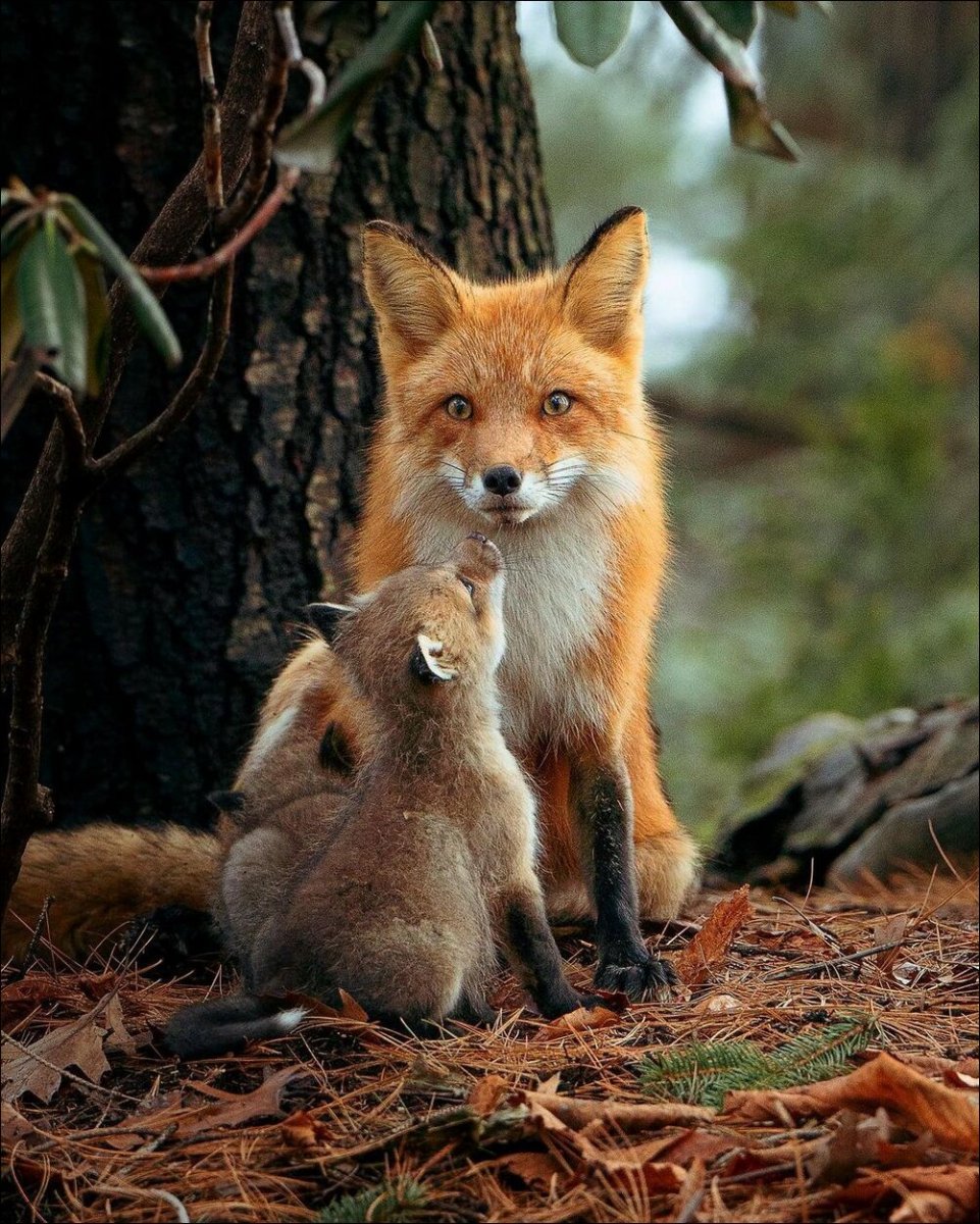 Лиса с лисятами