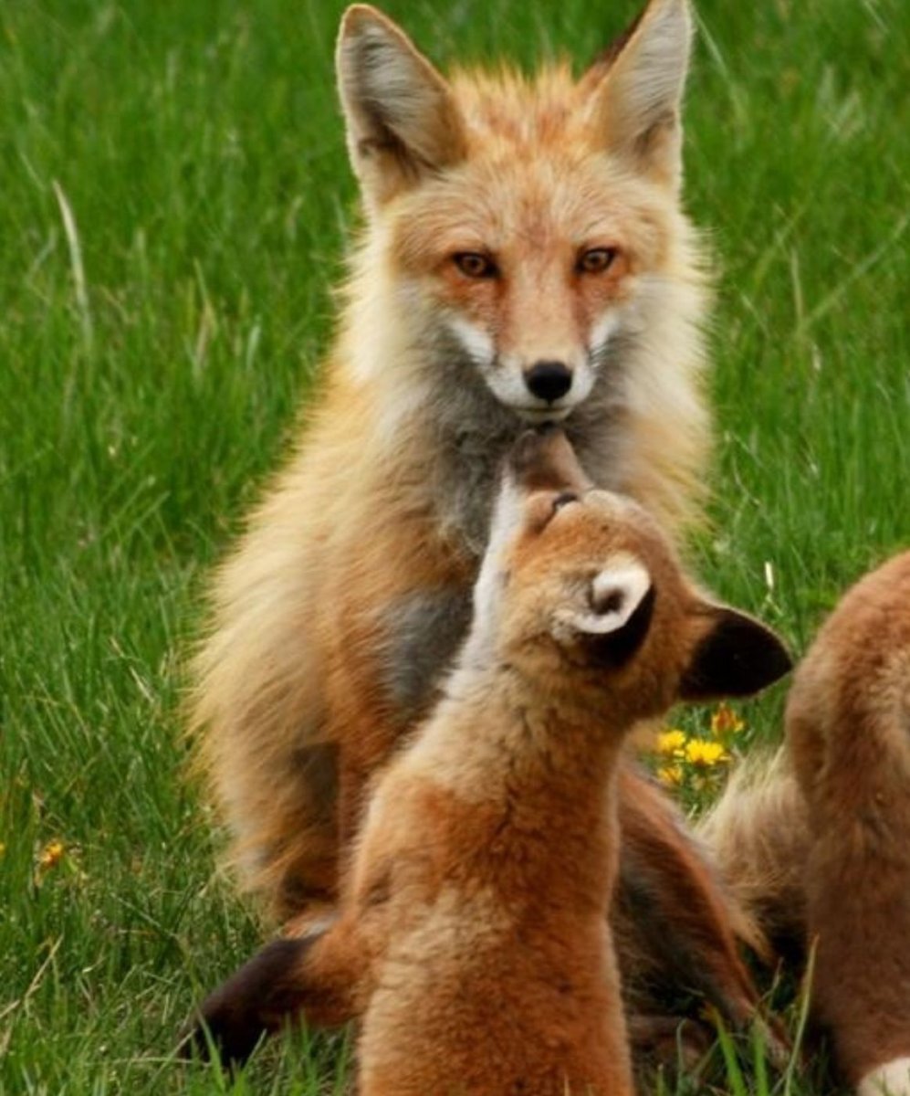 Разные милые лисятки