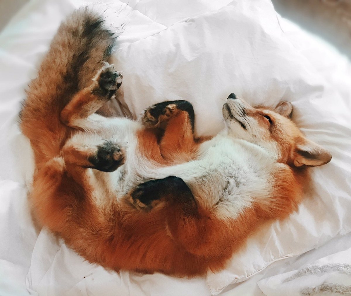 Семья Лис лисица Лисенок лисята