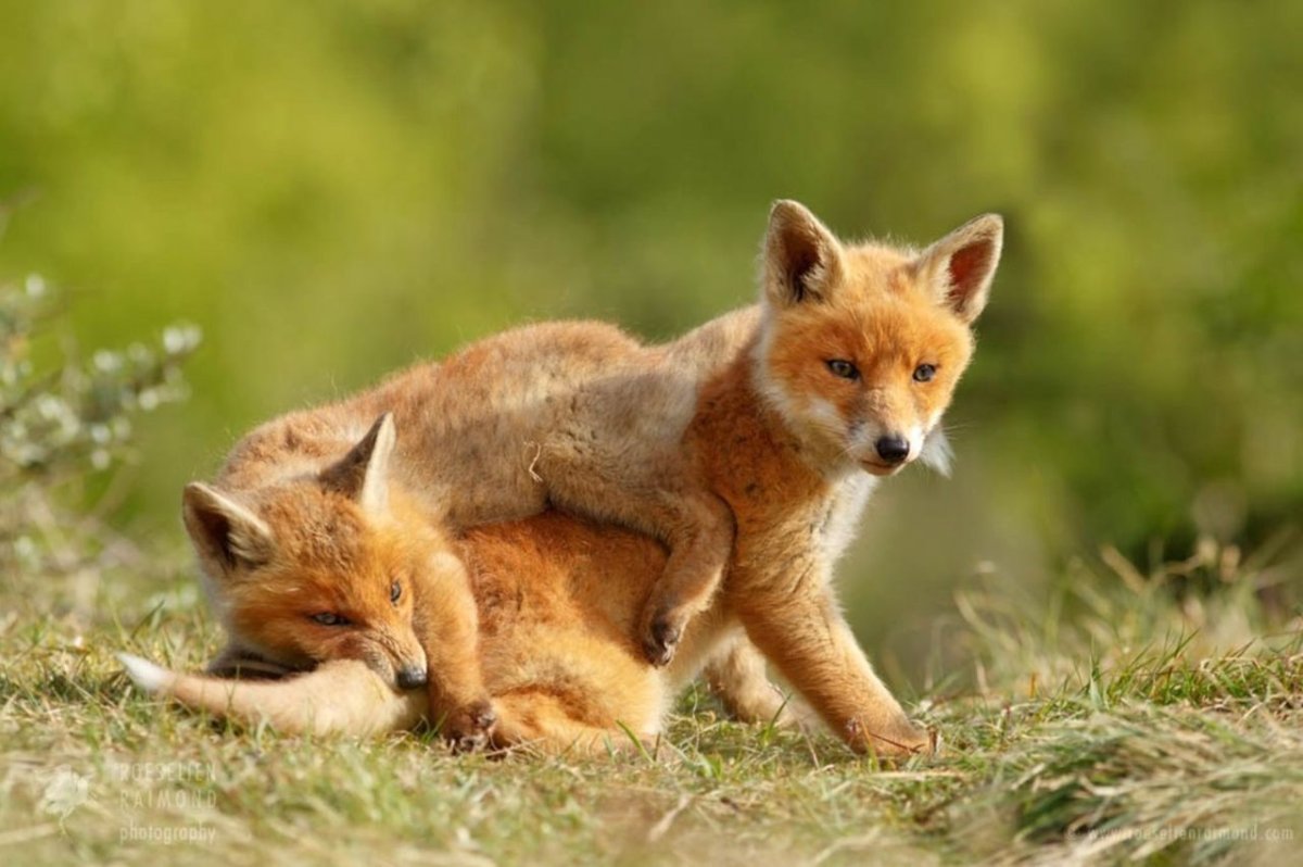 Алана Битиева «лиса с лисятами»)