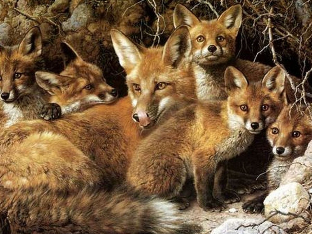 Those are foxes. Лисья семья. Животное семейства Лисьих.