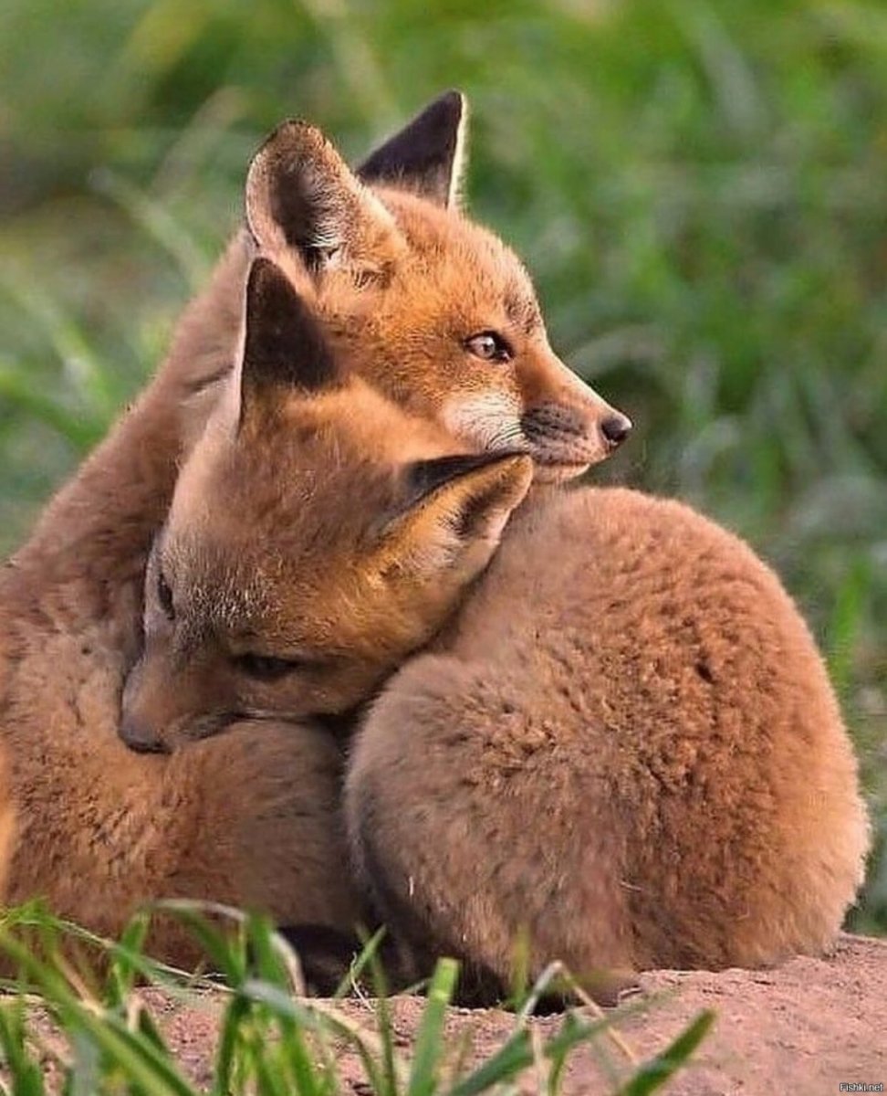 Дикие животные весной