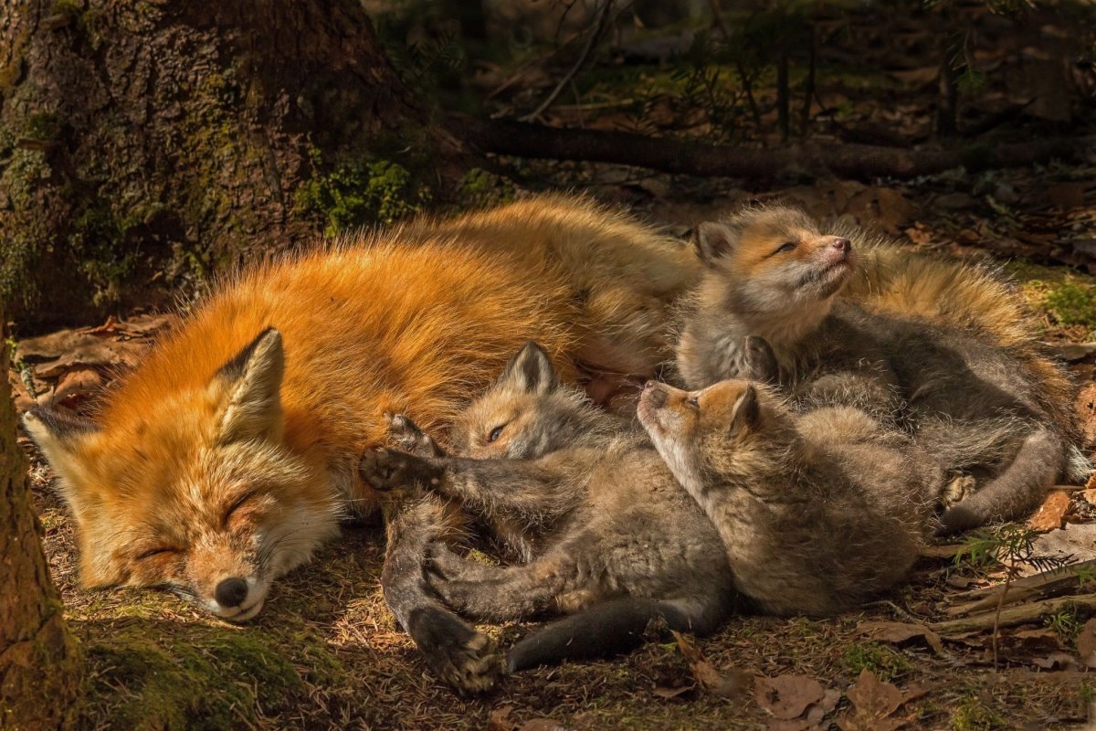 Лиса с лисятами во сне