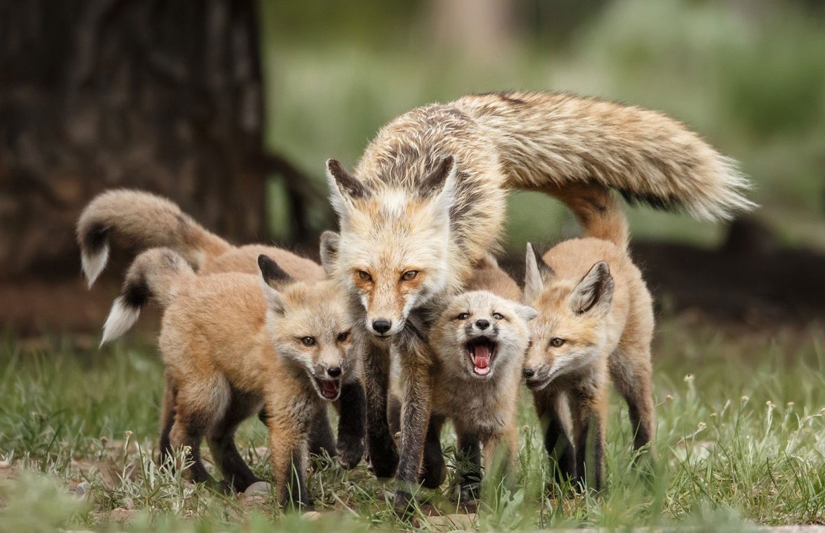 Анималист Карл Брендерс