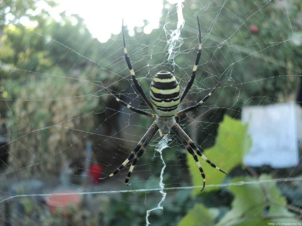Araneus Quadratus Луговой крестовик