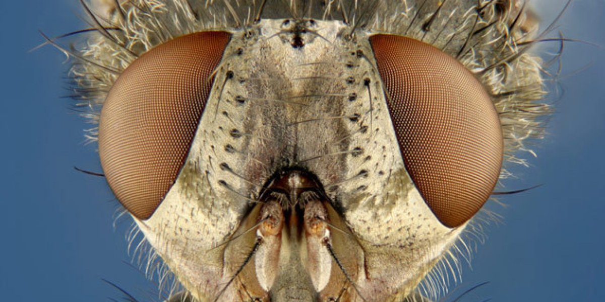 Астраханская мошка под микроскопом