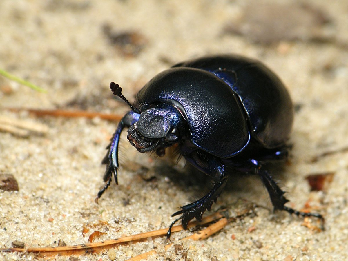 Жук ХРУЩЕВИК черный малый в доме