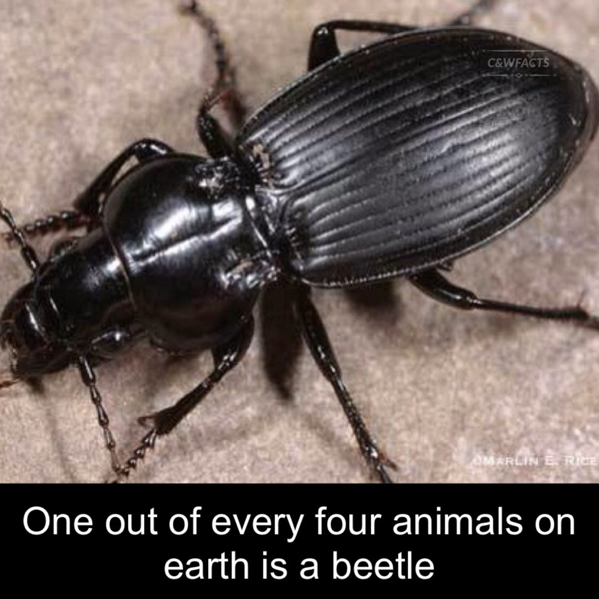 Коллекция Жуков скарабеев