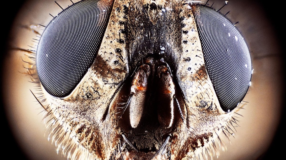 Муха под микроскопом