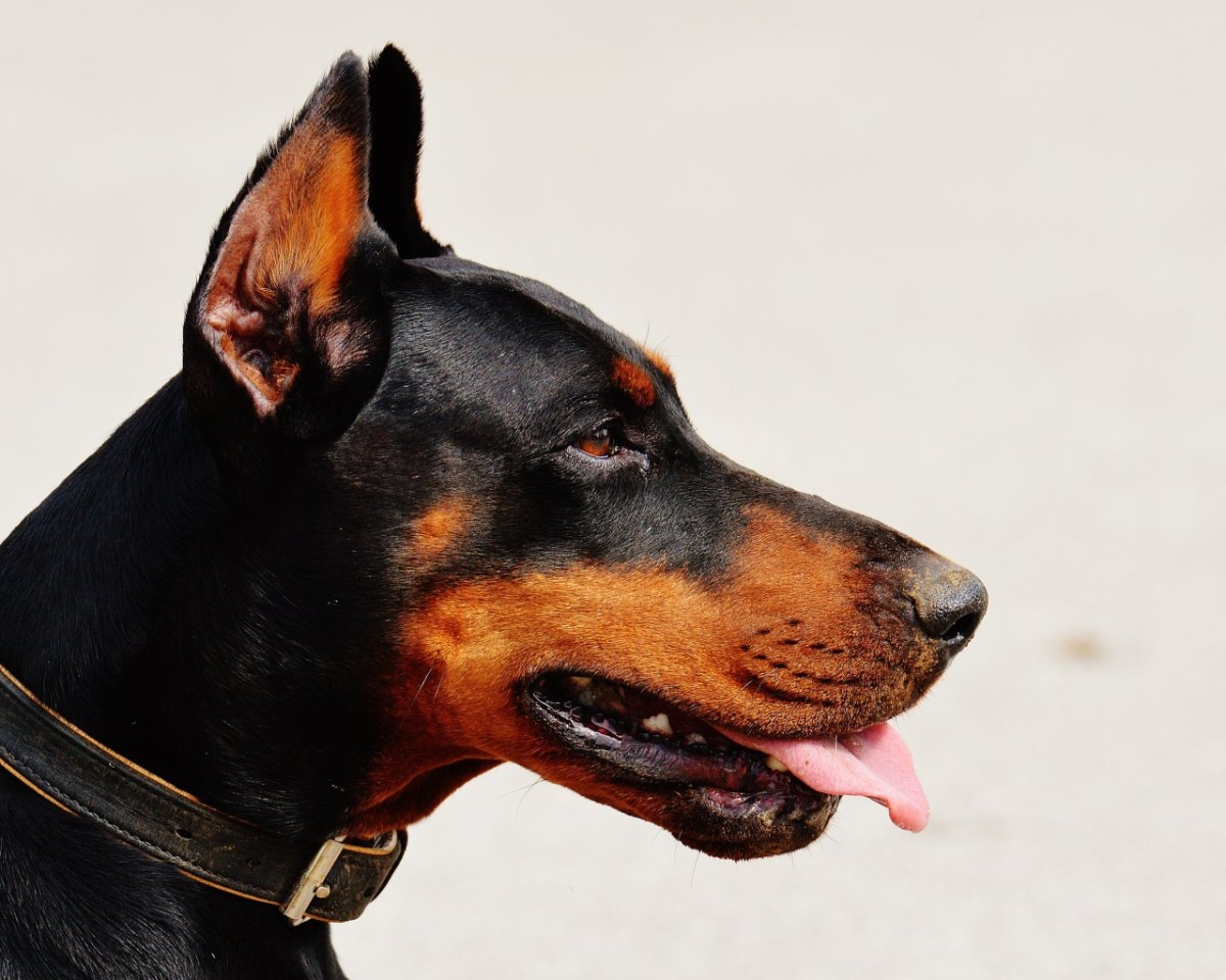 Купированные уши добермана