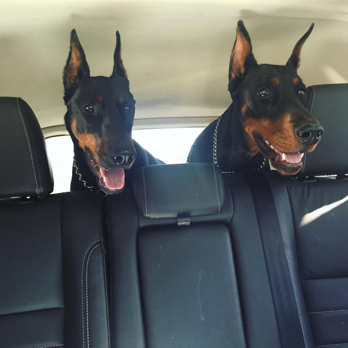 Доберман с жвачкой