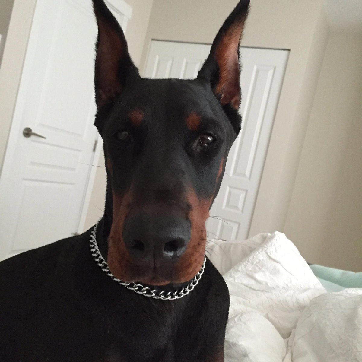 Доберман Мерлен