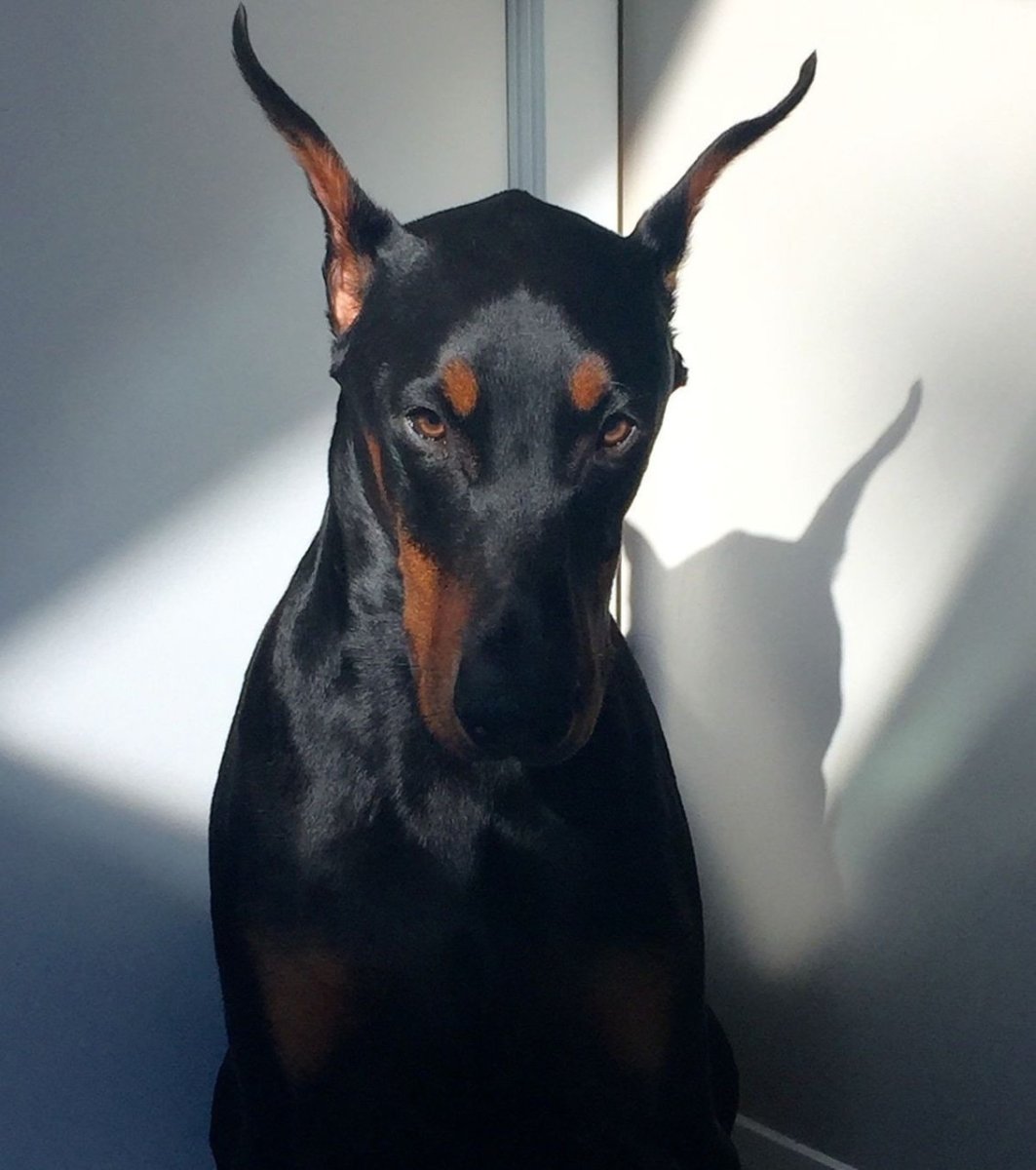Собака Доберман