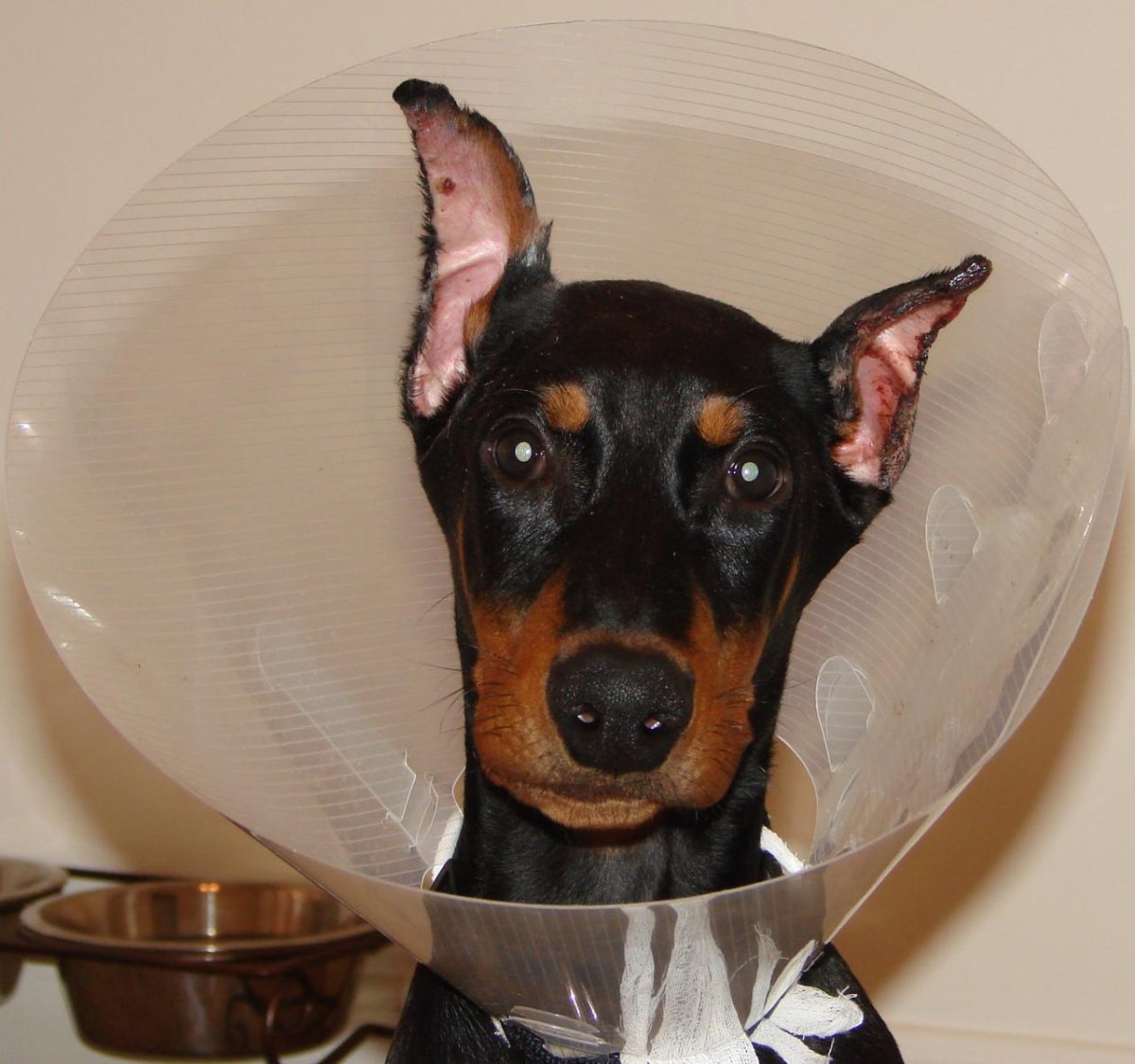 Мини Доберман с купированными ушами