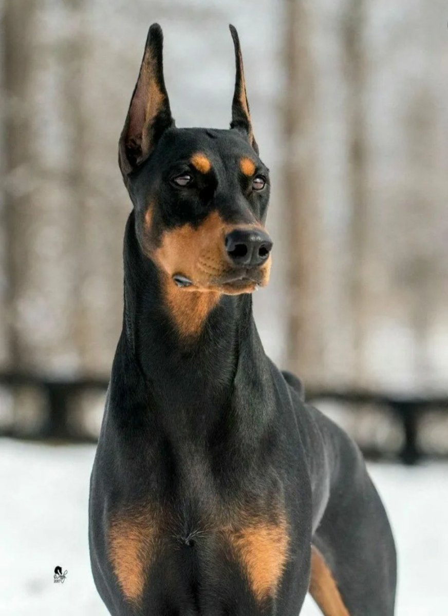 Доберман некупированный