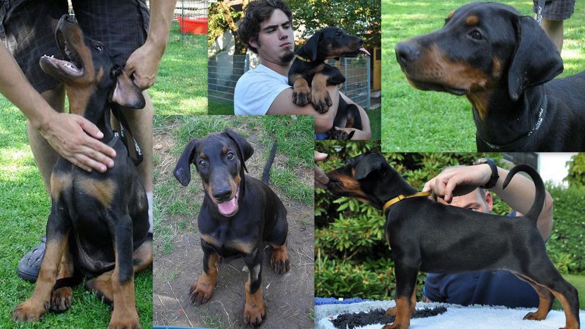 Бандитский Доберман