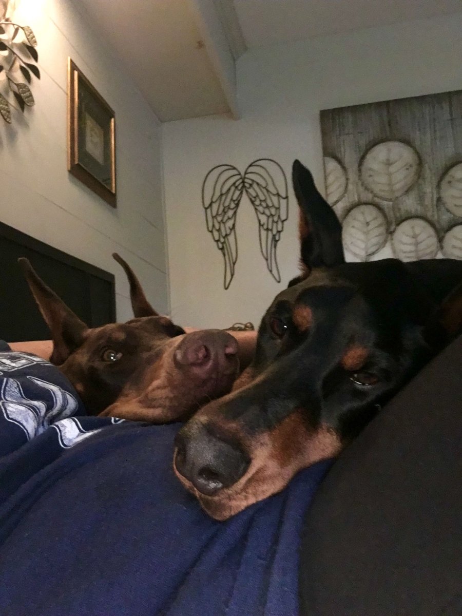 Доберман ночью