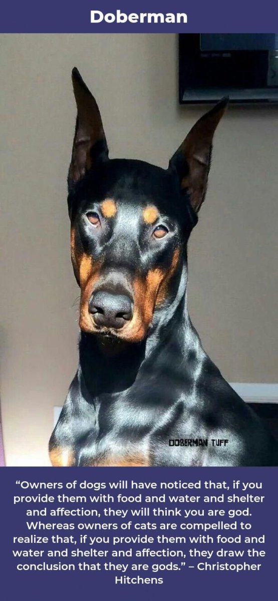 Доберман злой оскал