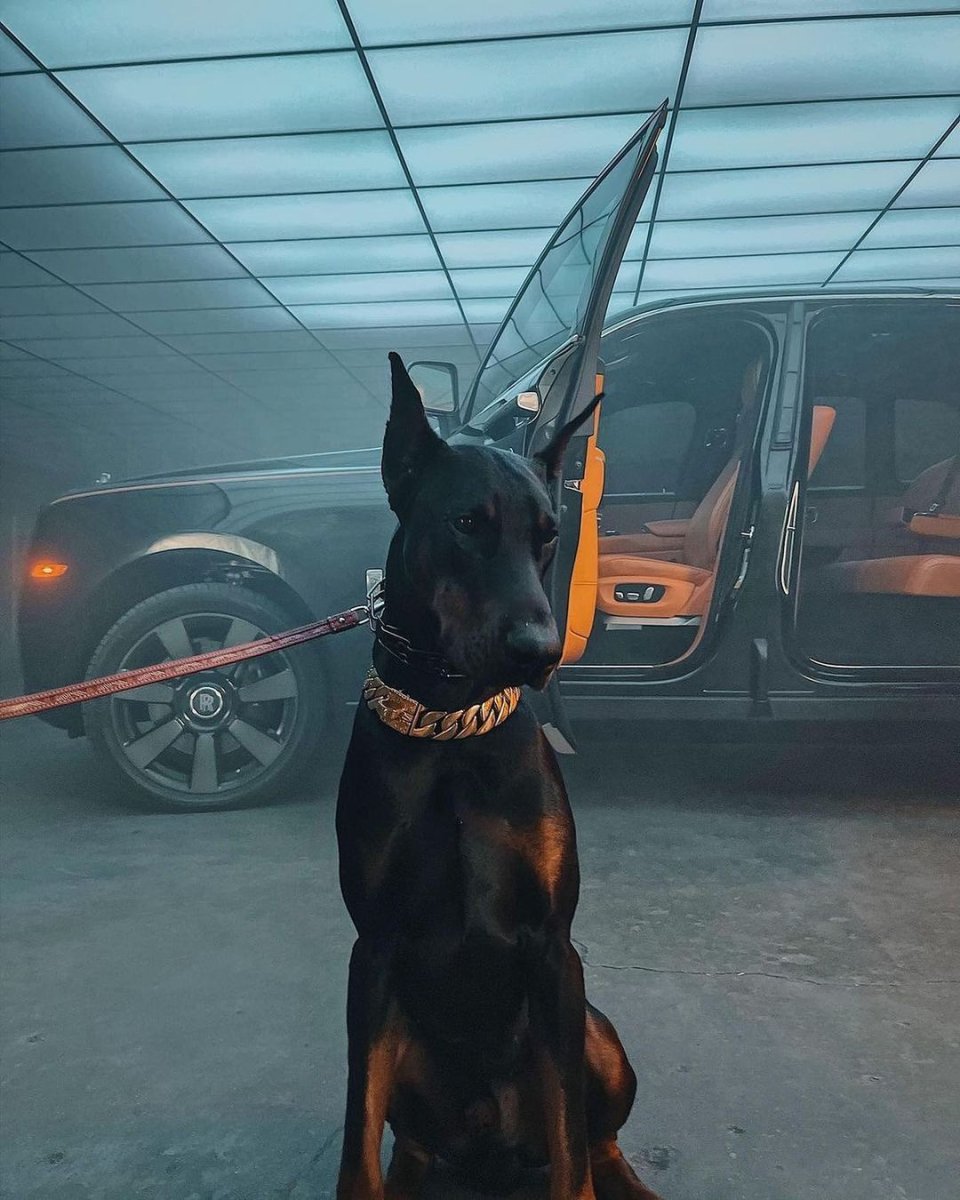 Доберман альбинос