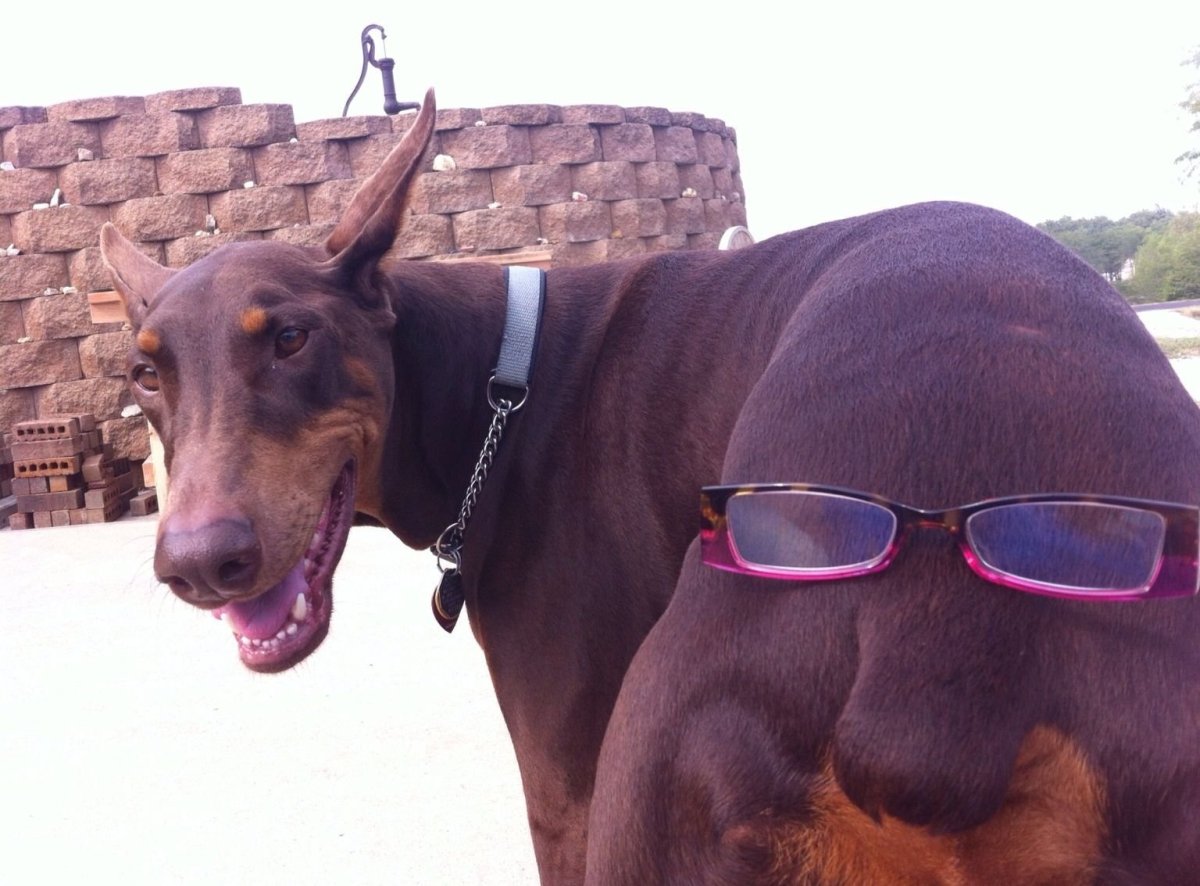 Доберман-пинчер некупированный