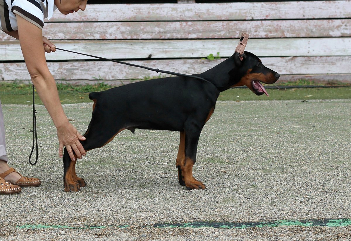 Чёрный Доберман на чёрном фоне
