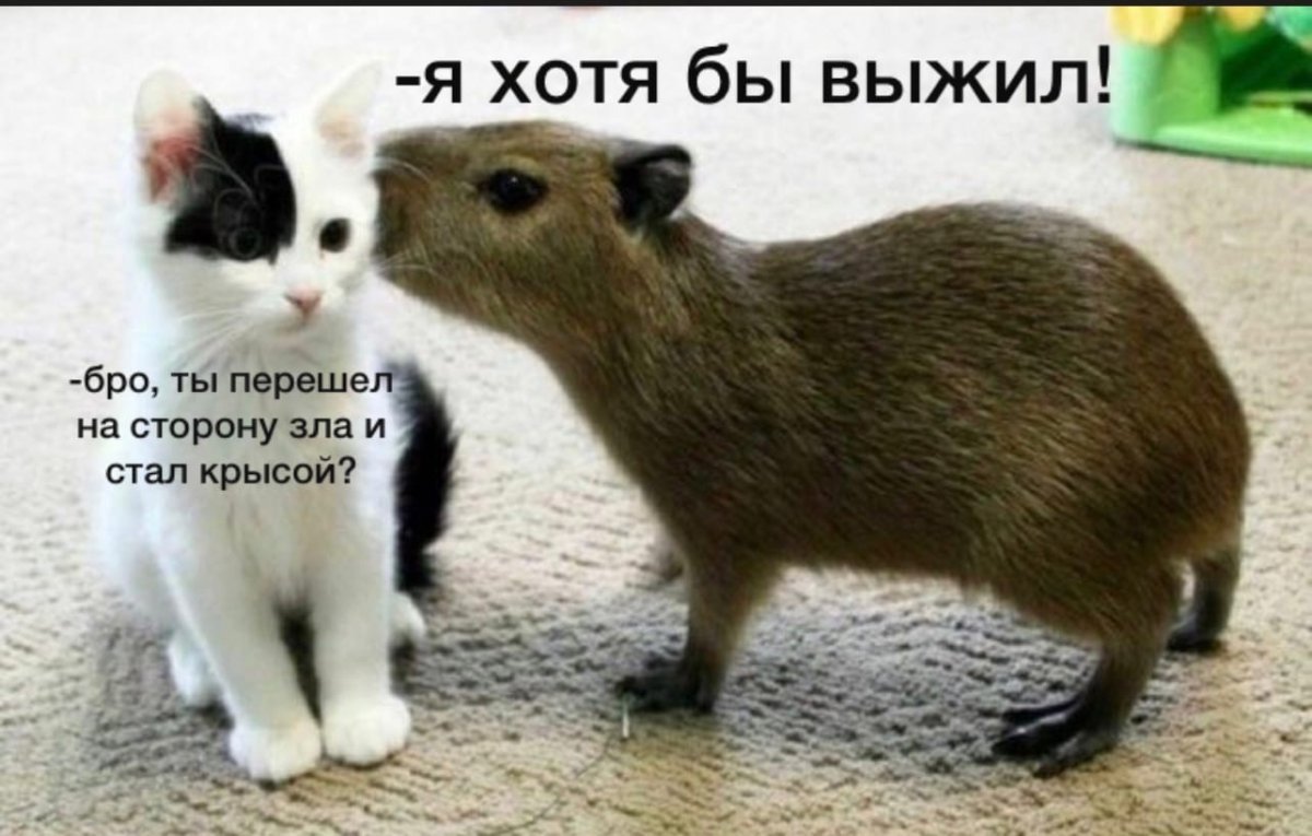 Капибара и кошка