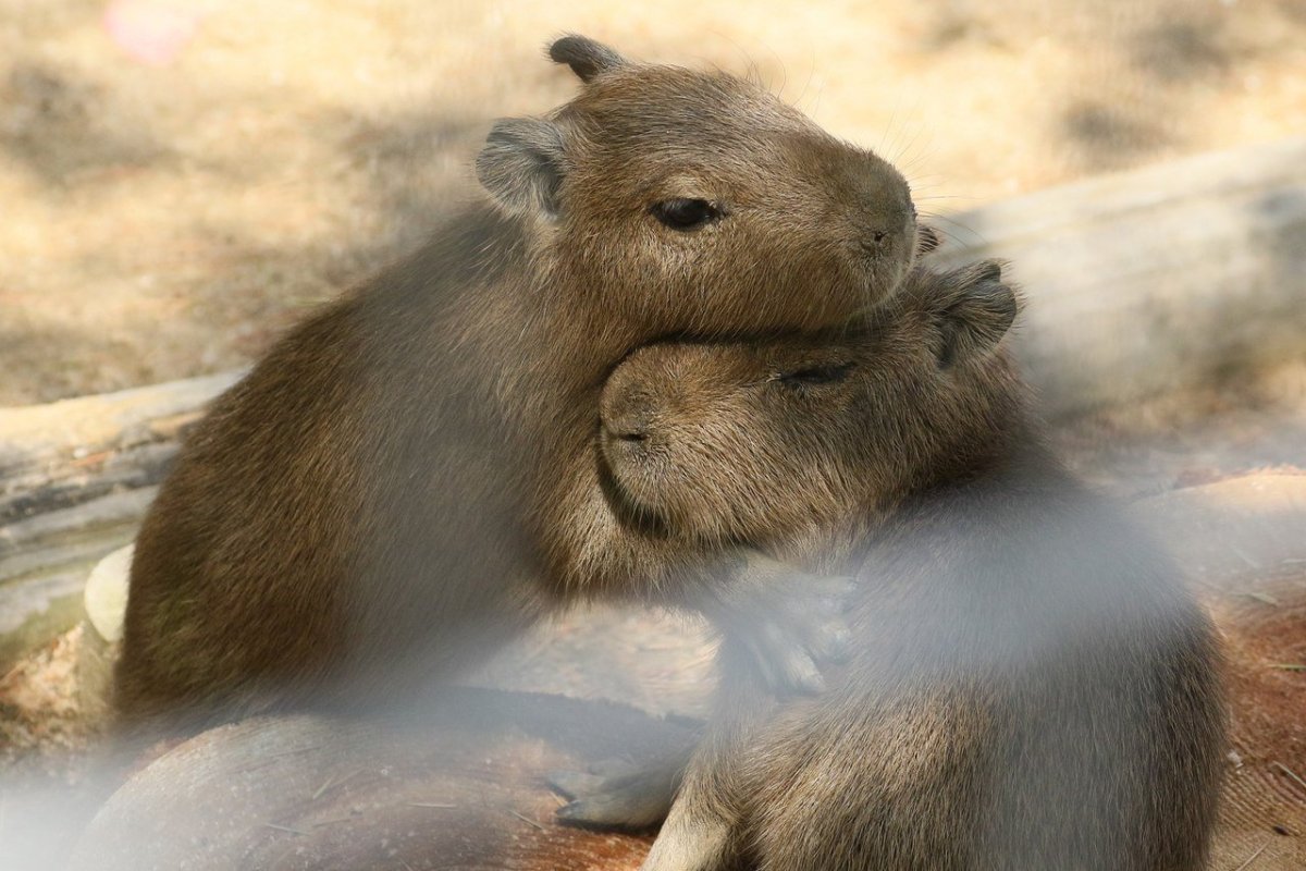 Вомбат и капибара
