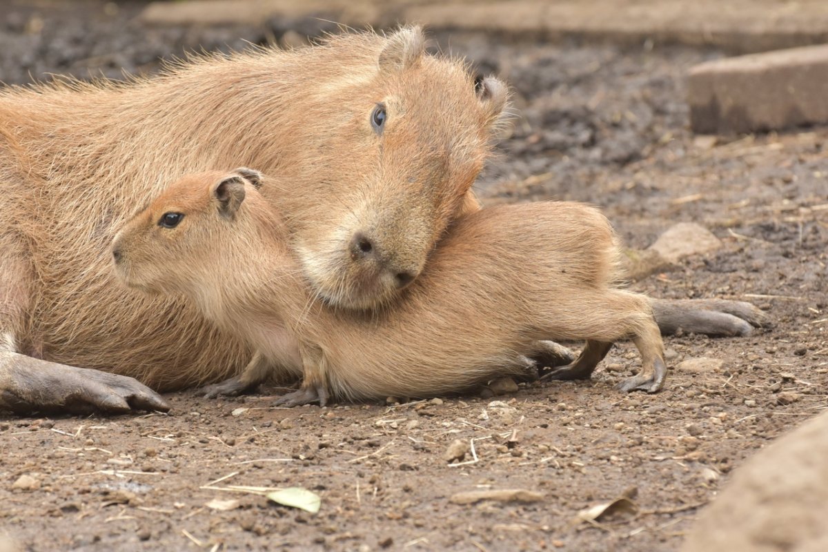 Капибара и кот