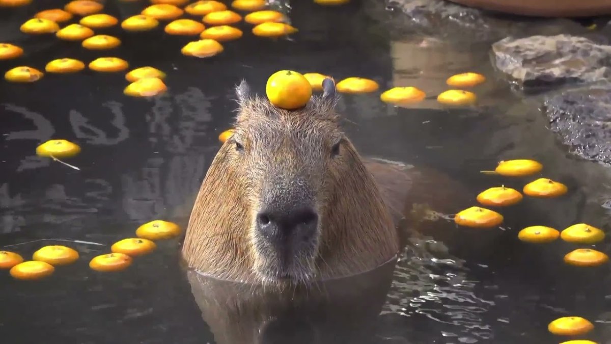 Капибара и морская Свинка