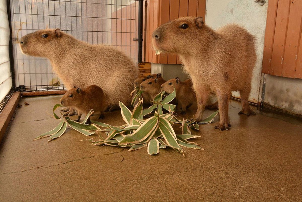 Капибара в Мексике