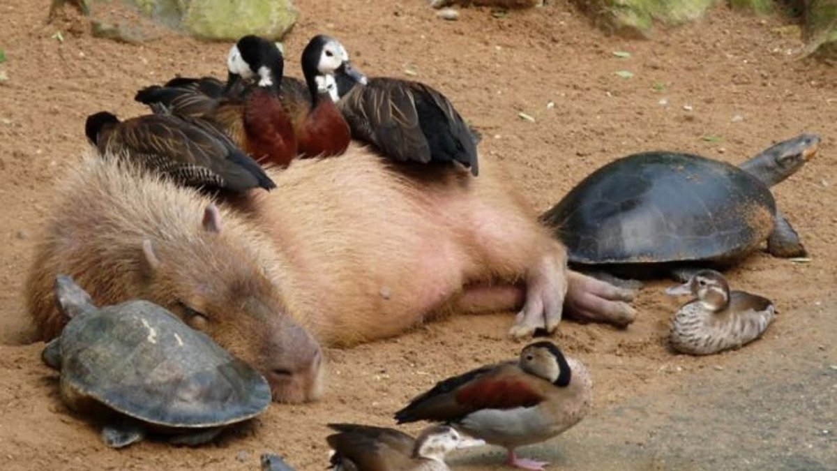 Капибара и морская Свинка