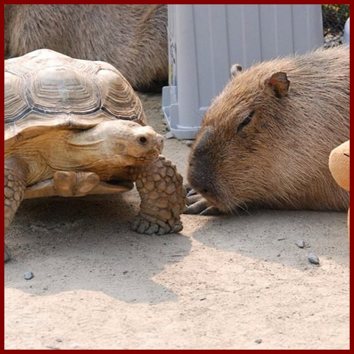 Капибара и другие животные