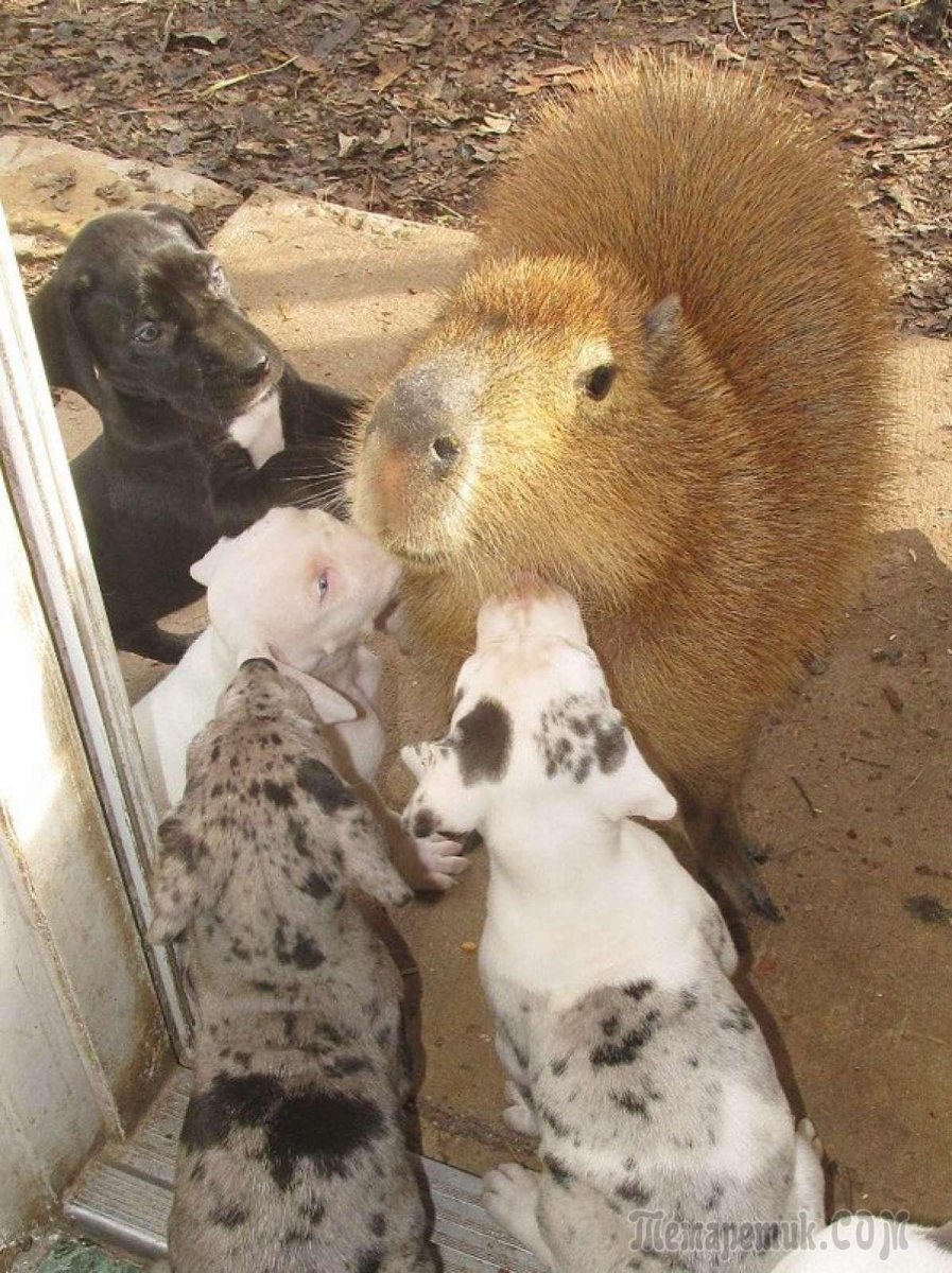 Капибара Джоджо