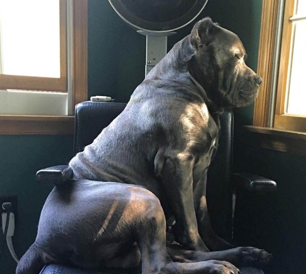 Тибетский мастиф великан