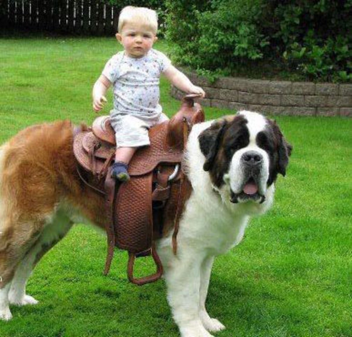 Бернский зенненхунд гиганты