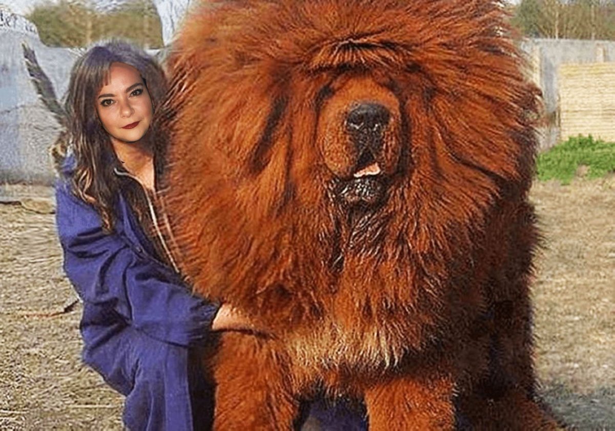 Чау чау гигант