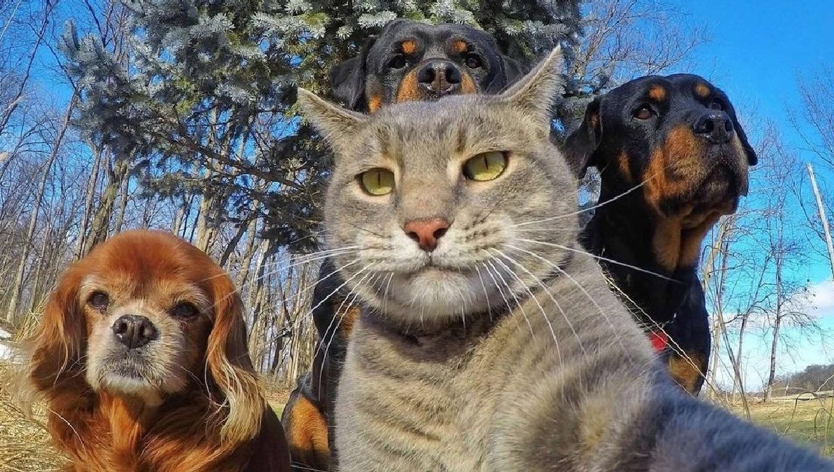 Селфи кота Мэнни
