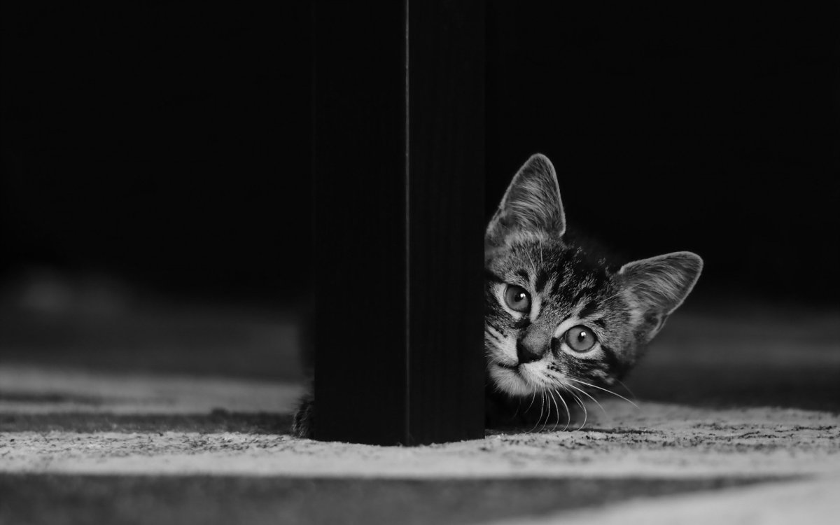 Обои коты