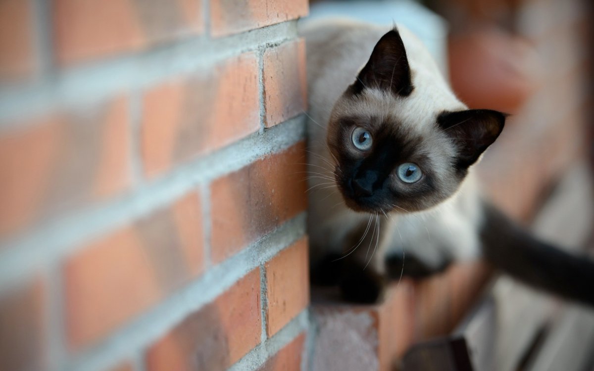 Черная кошка