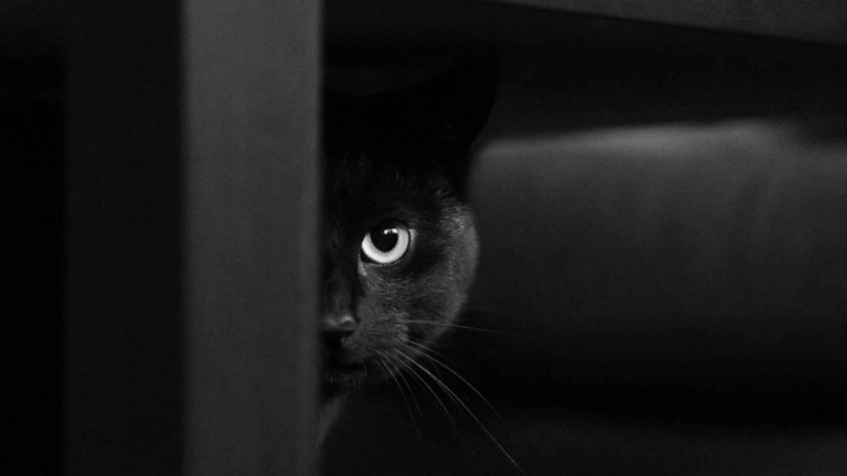Чёрный кот