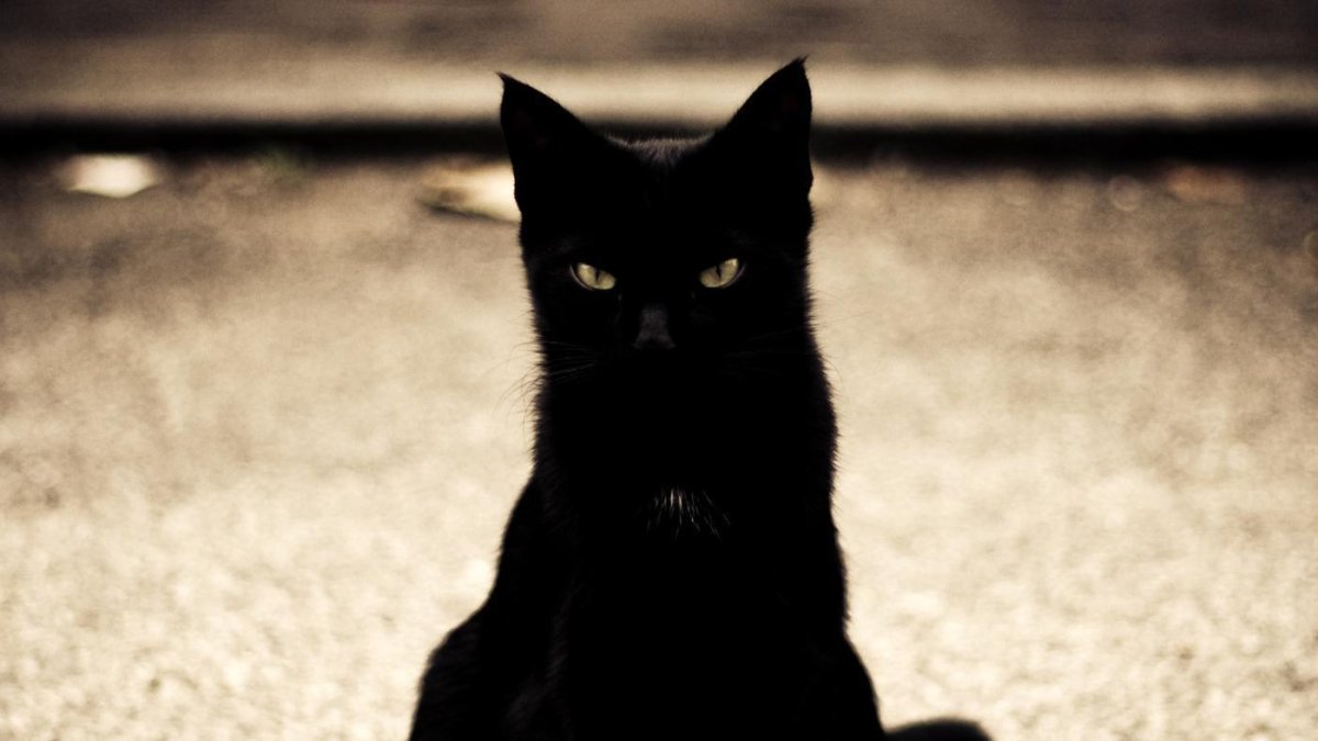 Лестница для кота