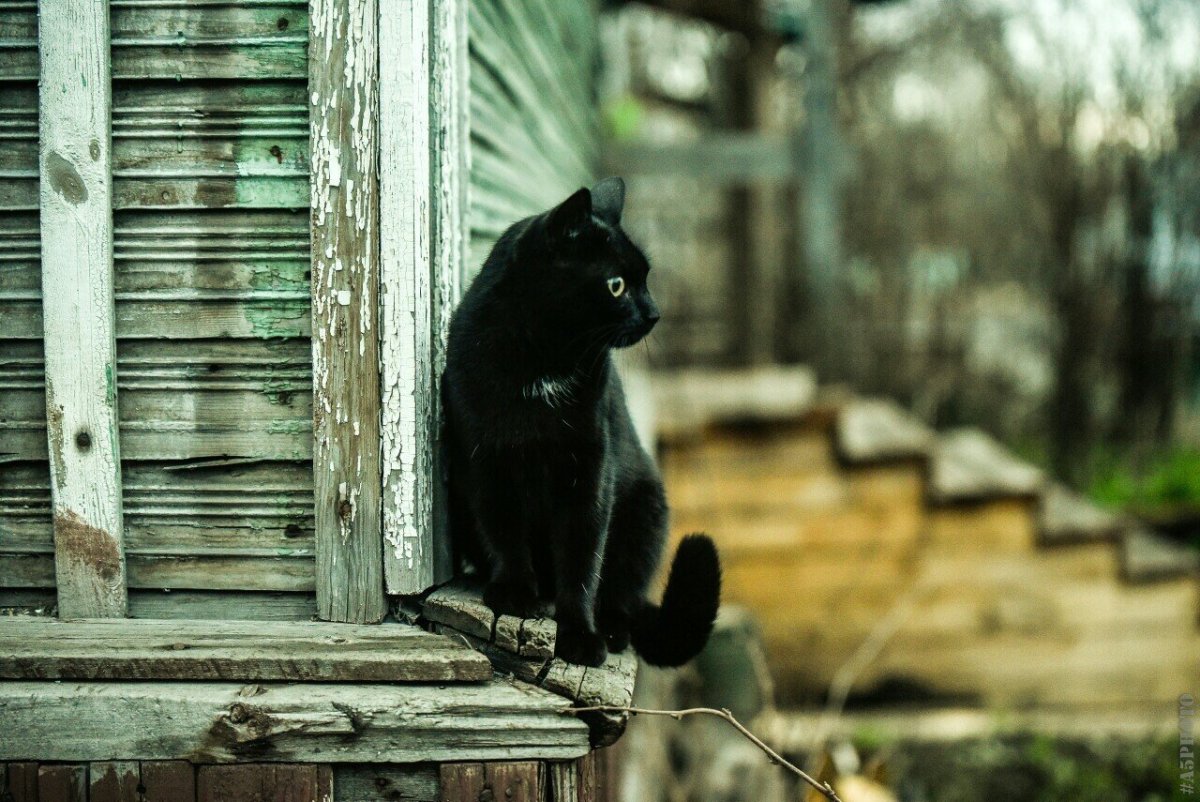 Черный кот из за угла