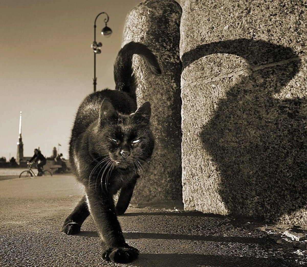 Кот выглядывает