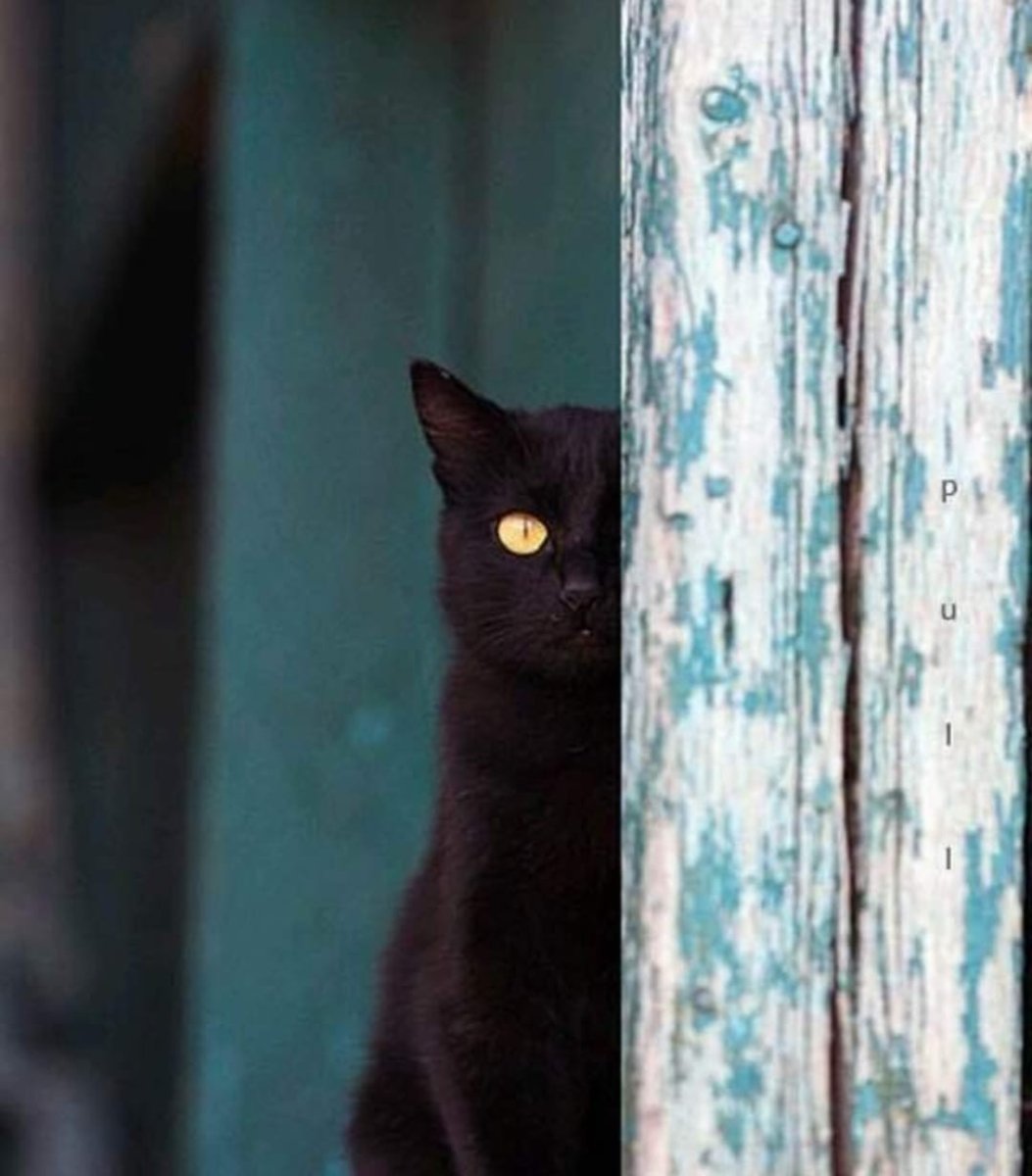 Кот выглядывает из-за угла